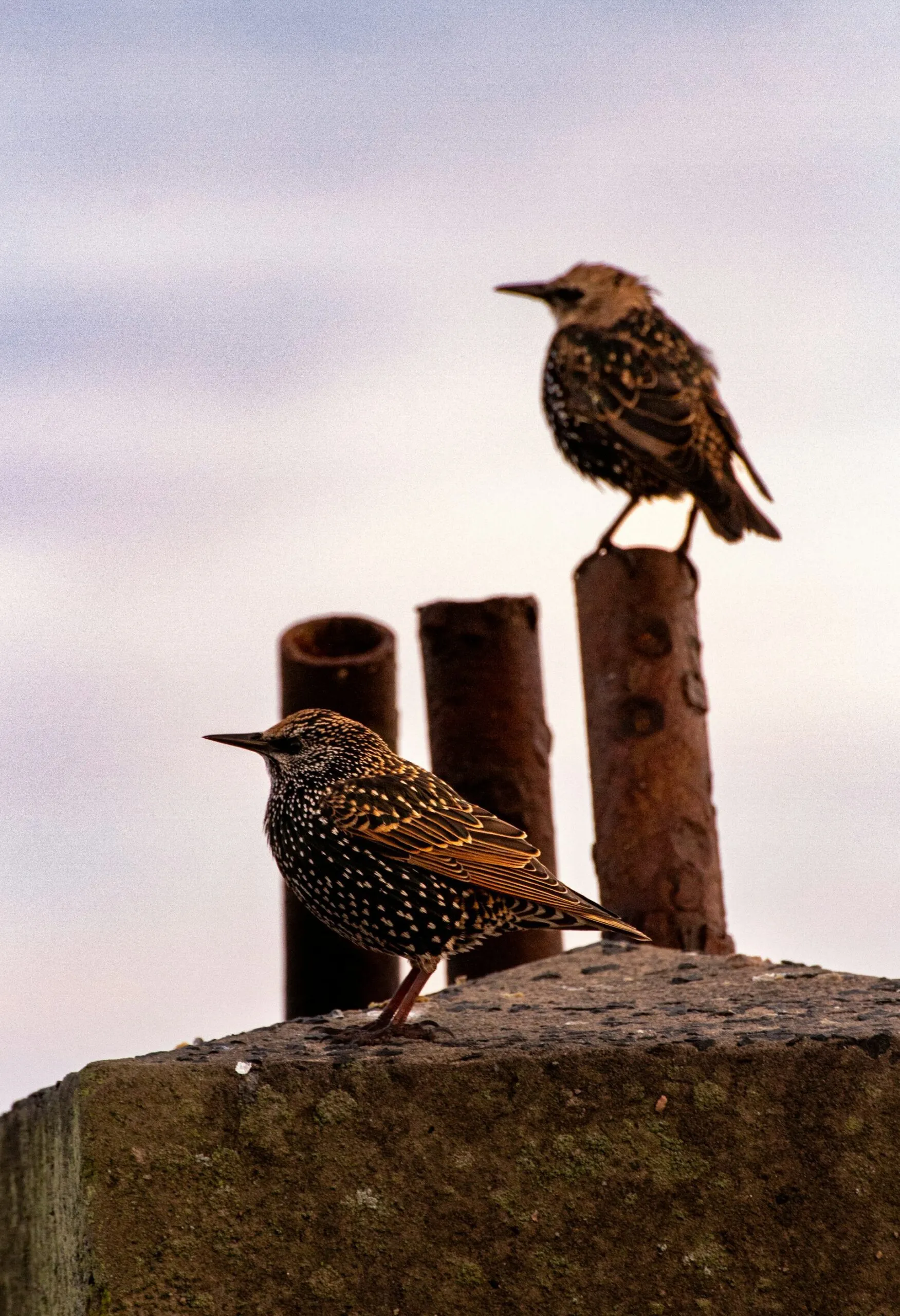 AquaText Inc. — On location — starlings